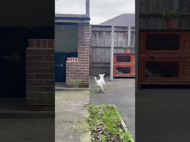 Jack Russell great jump