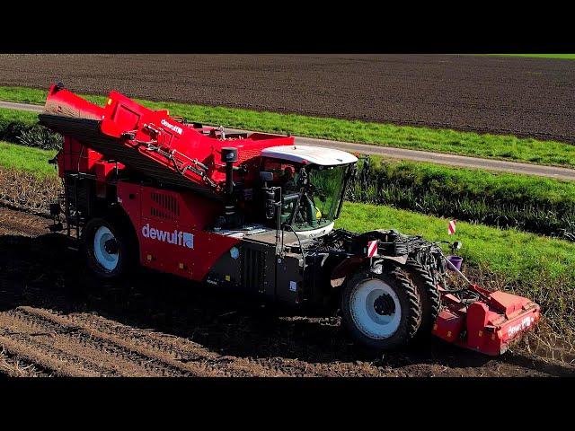 Aardappels rooien | NEW | Dewulf RA3060 | Potato harvest | Kartoffelernte | Aardappeloogst 2024