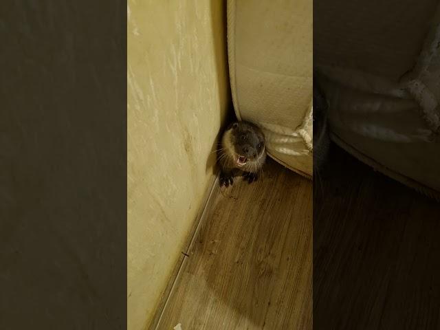 На вас наорали #wildliferehab  #animals  #otter