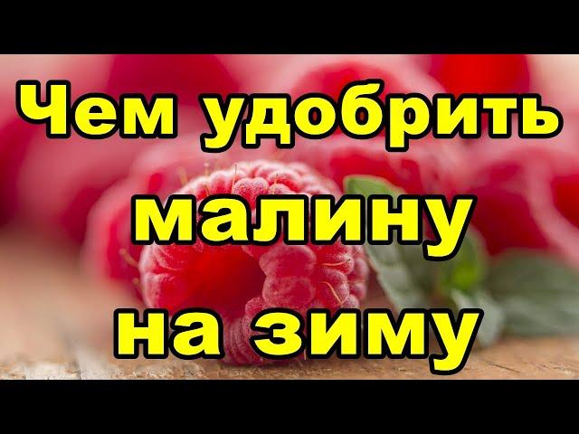 Чем удобрить малину на зиму | Народное удобрение для малины