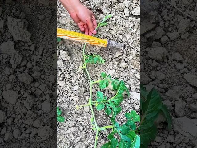 Watermelon vine pressing: Promotes rooting, vine growth, and fruit quality—key to high-yield farming