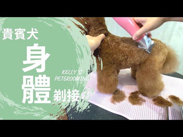 貴賓犬的電剪身體剃接｜凱莉老師 Groomer Kelly｜寵物美容教學｜Poodle's Clipper Trim Pet Grooming