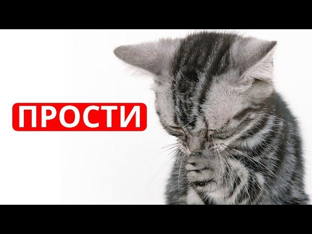 Как КОШКА ИЗВИНЯЕТСЯ перед ХОЗЯИНОМ