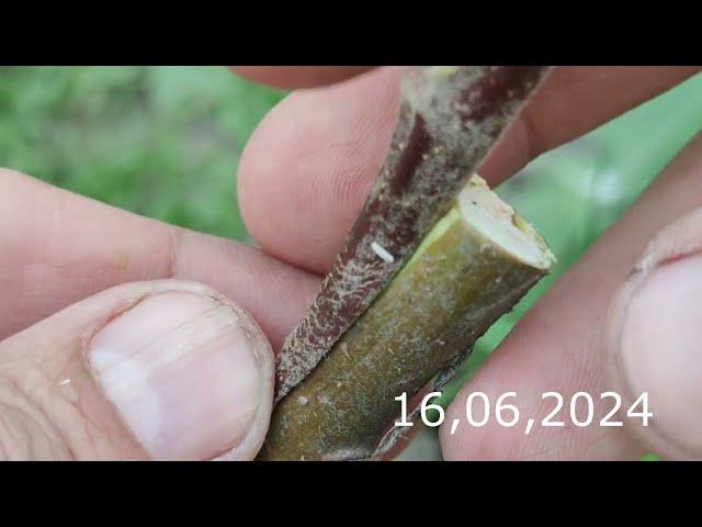 Apple Tree Grafting with Bending Back the Scion Bark