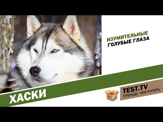 TEST.TV: Все для животных. Хаски.