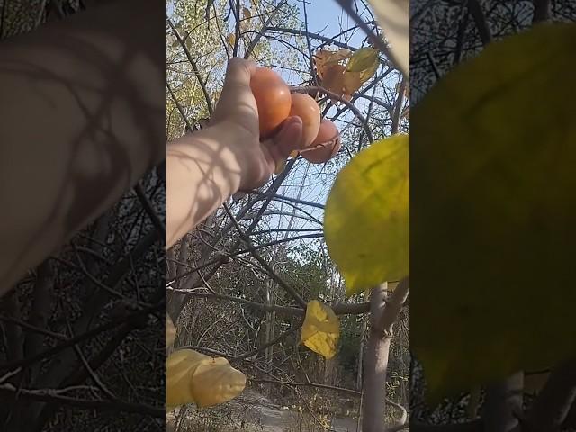 Persimmon // Xurmo //Хурма #uzbekistan #fruits #delicious #вкусно