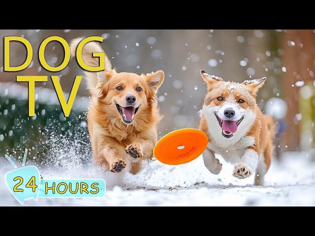 DOG TV for Dogs to Watch: Video Keep Dogs Entertain & Relax for Hours - Best Anxiety Music for Dogs