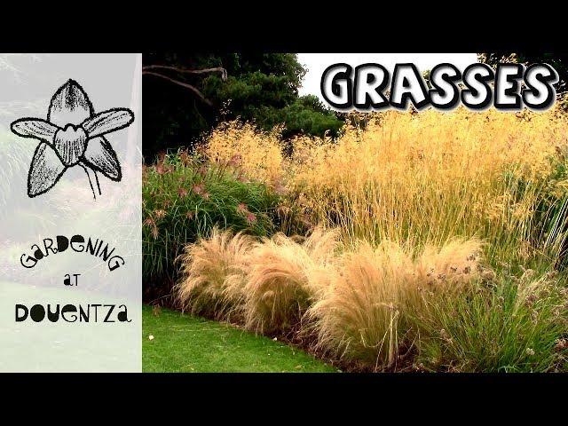 Grasses For Garden Use