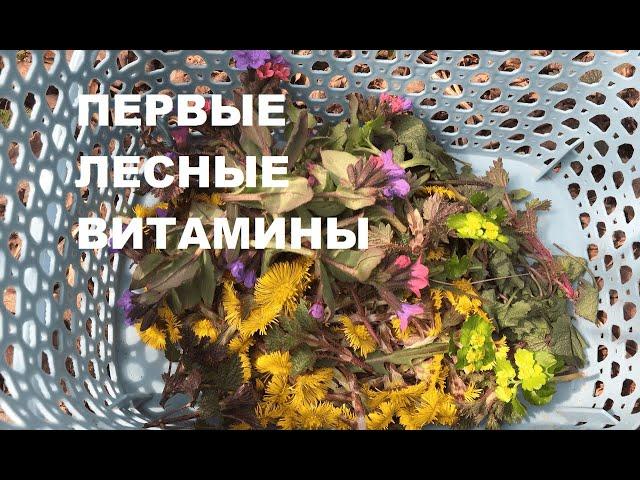 Весенние съедобные растения, грибы и первоцветы. Полезный завтрак с дикоросами.