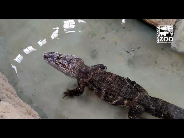 Chinese Alligator Returns to Renovated Reptile House Habitat - Cincinnati Zoo