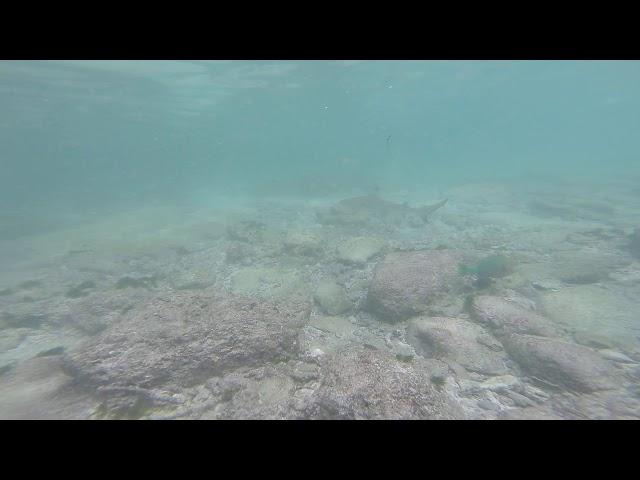 Baby Shark Loh Sama Bay, Phi Phi Island