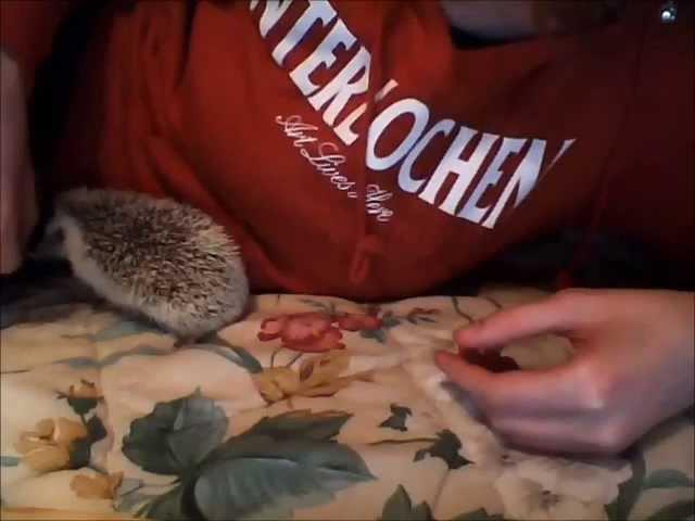 Anya, the self anointing hedgehog!