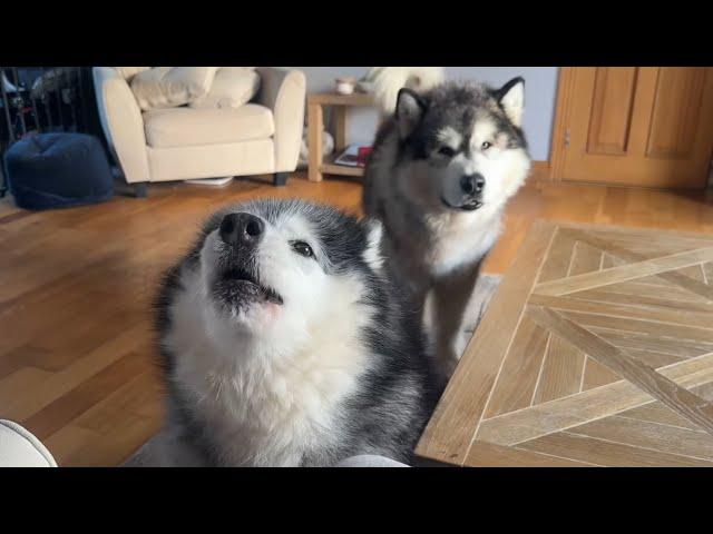 Stubborn Alaskan Malamute Talks Back! She Always Does This!!