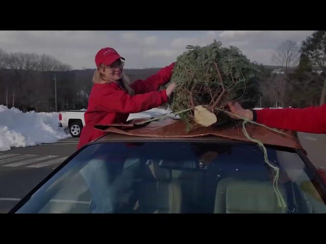 How to tie a Christmas tree to your car