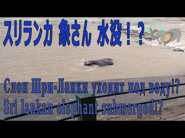 【１駅分の癒し】スリランカ　象さん　水没！？Слон Шри-Ланки уходит под воду? Sri lankan elephant submerged!?