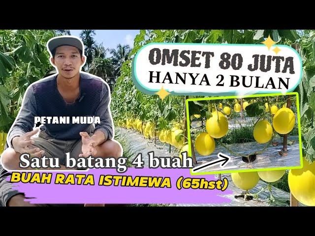 MELON GOLDEN SUPER PETANI MUDA ‼️Teknik Pemupukan dan Pengendalian Hama Penyakit