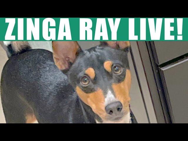 Basenji Zinga LIVE