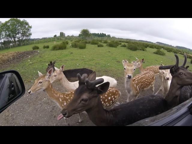 Olympic Game Farm Bison and Fallow Deer (first lap)