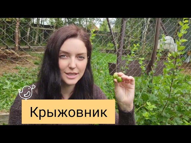 Самый вкусный крыжовник