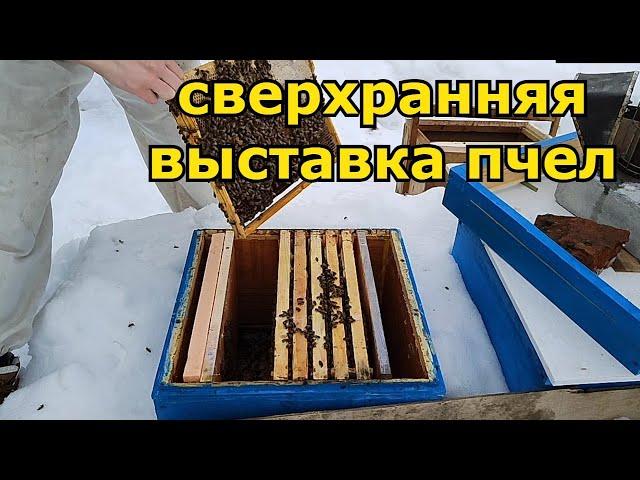 Разгон семьи по методу сверхранней выставки! Бакфаст и карника, эксперимент на Урале!