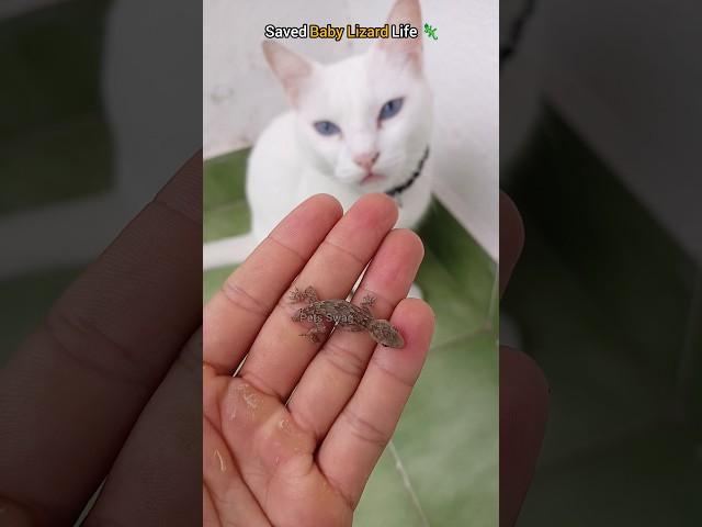 Close Call: Saved Baby Lizard from My Cat 