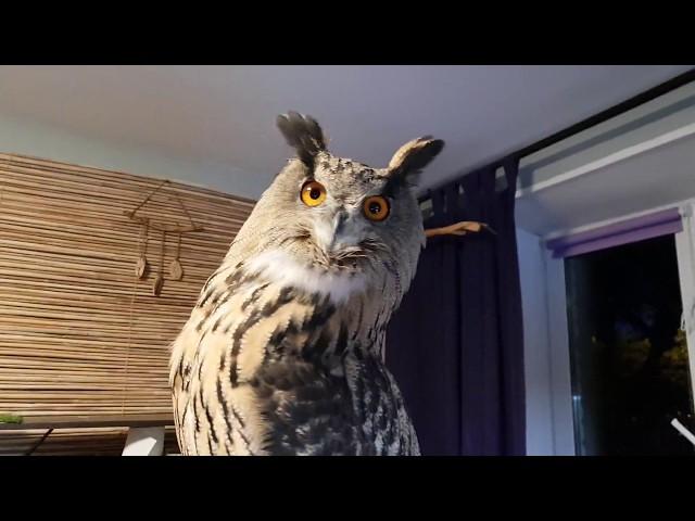 Spinning a chubby Hoothoot. Eagle owl on a merry-go-round