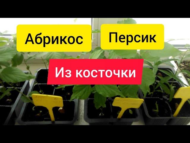  Абрикос из косточки / Персик из косточки / Стратификация / Прорастание косточек абрикоса