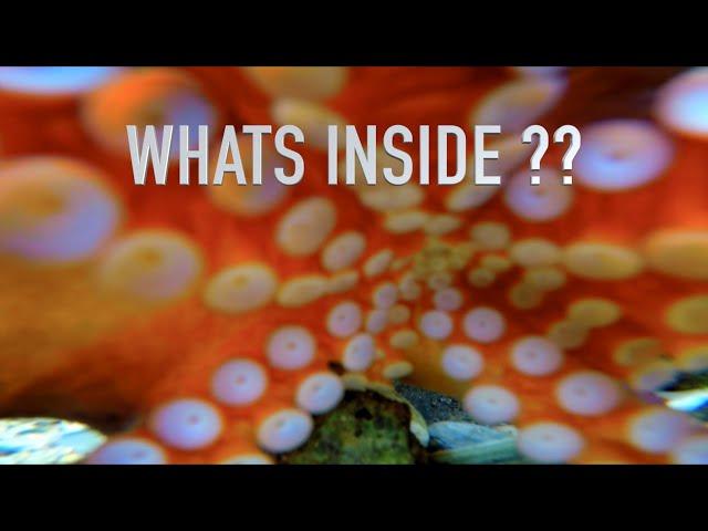 Octopus Swallows GoPro, Still Filming. Whats Inside??