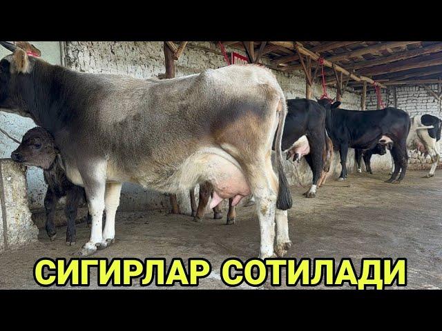 ДАСТОН БЕКДАН СУТЛАРИ КУП N¹ РУЗГОРБОБДИ ЗУРЛАРИ СИФАТЛИЛАРИ SOTILADIGON SIGIRLAR NARXI 8 ноября