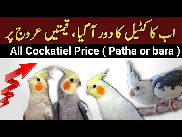 All Cockatiel Parrot New Prices 2024 | Cocktail bird all types prices