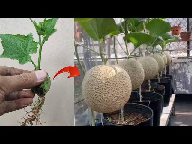 New skills! Growing a melons tree from melon fruit in pot