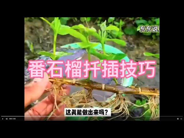 番石榴扦插技巧，两个月后全部爆根￼。How to Propagate Guava by Cuttings