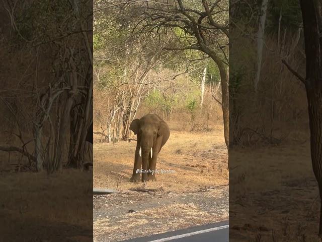 Lone tusker always dangerous #elephant #travelvlog