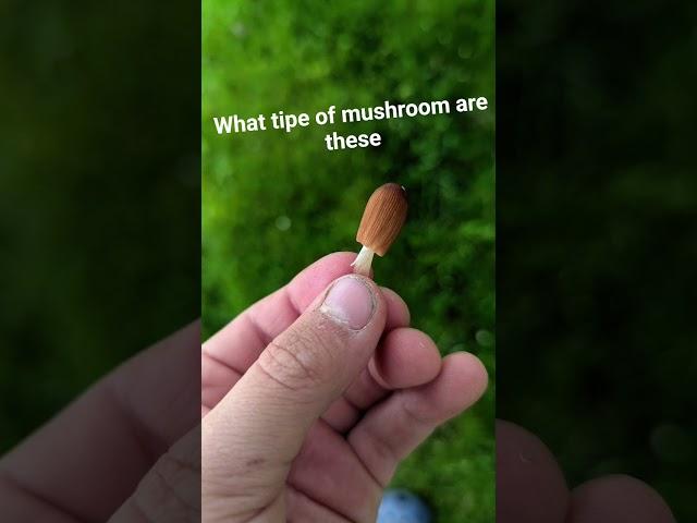 #moosh #mushroom #what #type #bro #humor #huz #pov #majic #plz #majicmopsh