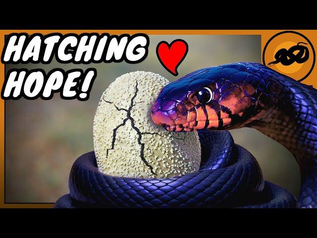 Bringing back THE BIGGEST SNAKE in Florida! (Eastern Indigo Snake)