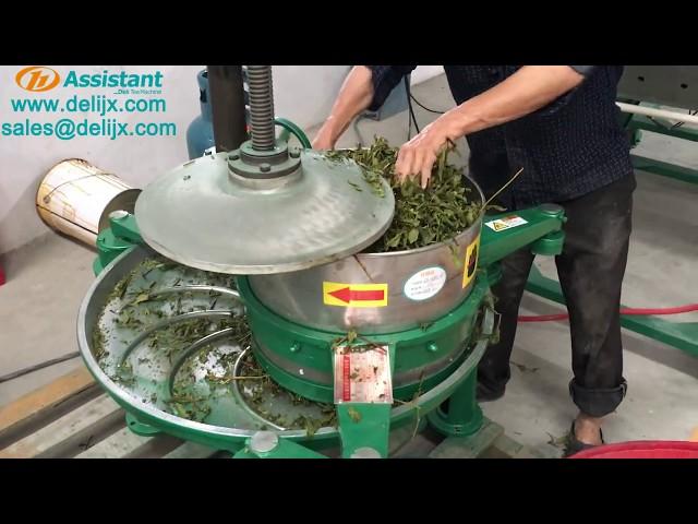 Tea rolling machine green tea black tea leaf roller machine tea leaves kneading machine DL-6CRT-35