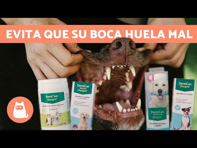 ¿Cómo EVITAR el MAL ALIENTO en los PERROS?🪥