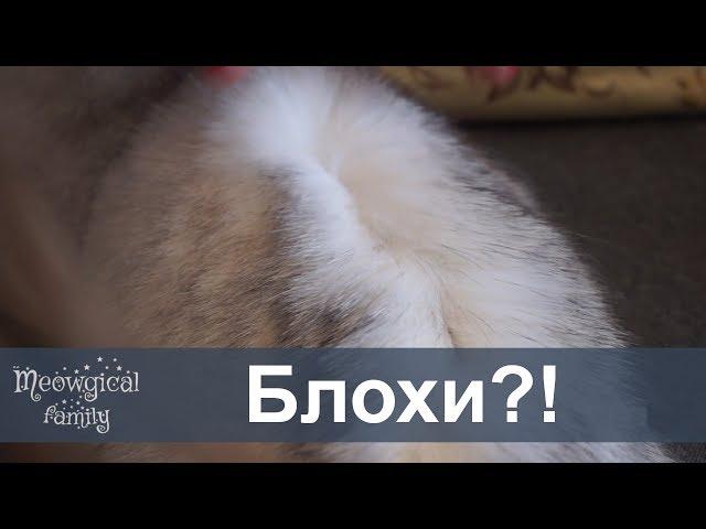 Как узнать есть ли у кошки блохи?