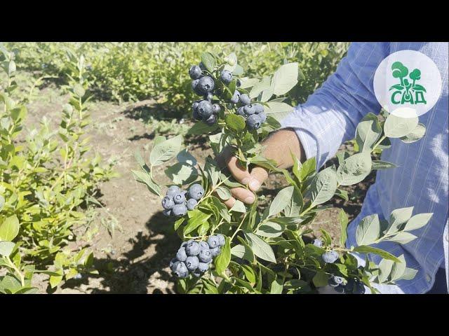 ГОЛУБИКА САДОВАЯ. ОБЗОР НА САМЫЕ ЛУЧШИЕ СОРТА.