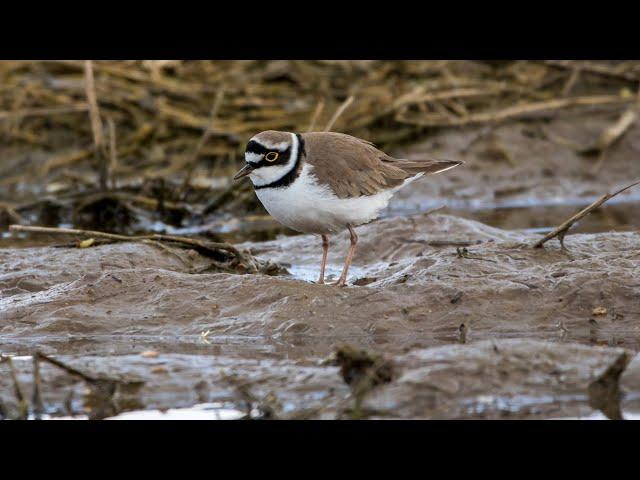 Малые зуйки, кормежка, брачное поведение. Charadrius dubius. Птицы Беларуси.