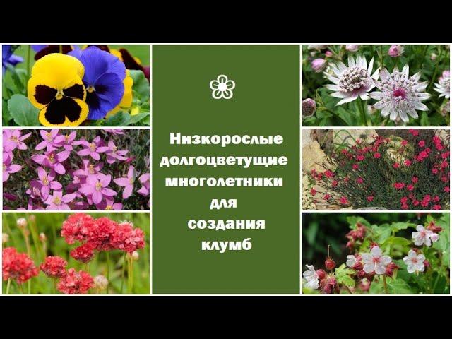  Низкорослые долгоцветущие многолетники для создания клумб