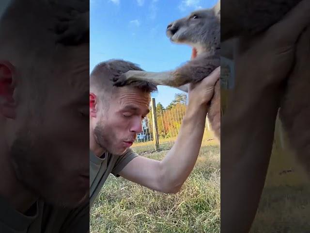 This man rescued a baby kangaroo that had lost its mother, and then...