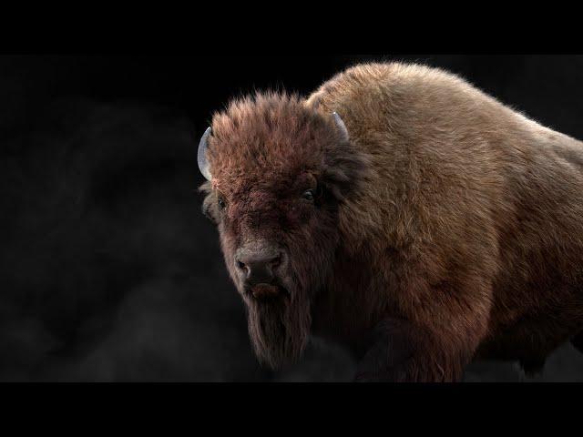 Blender 3D Animal | CGI Breakdown | Male Bison | VFX GRACE