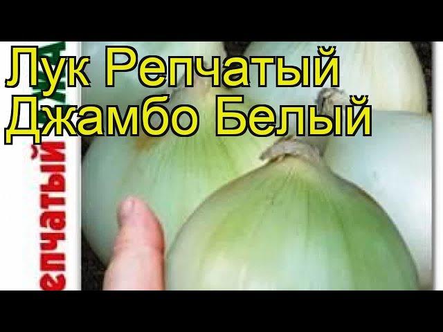 Лук репчатый Джамбо Белый. Краткий обзор, описание характеристик allium Dzhambo Belyj