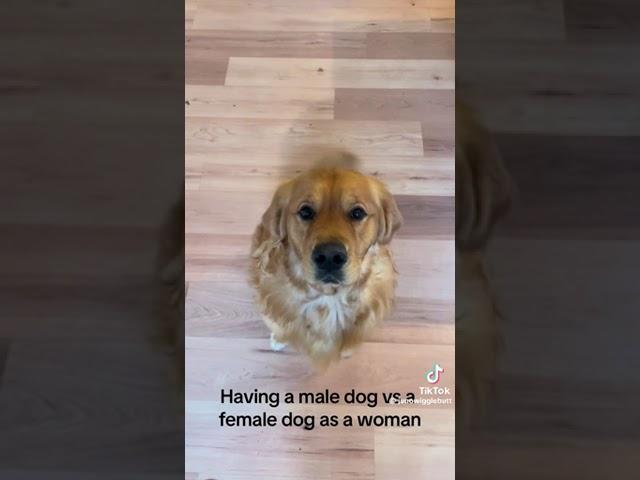 Female dog vs. Male dog #notmine #xybca #subscribe #viral