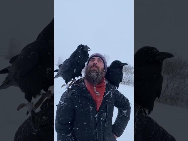 Говорящий ворон #animal #aboutbirds #воронгоша #birdtraining #ravenclaw #crow #ravens