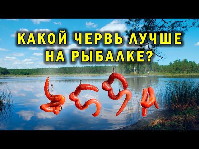 ЧЕРВИ. Какой червь лучше для рыбалки.