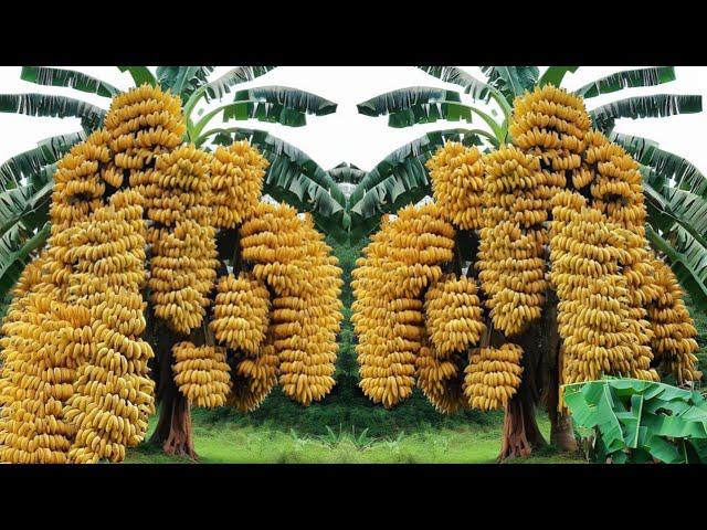 New technique: grafting bananas in cucumbers to produce more fruit | Grafting Banana Tree