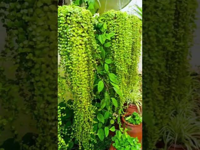 Low Maintenance Outdoor Hanging Plants | Kanishka Hi-Tech Nursery | Greater Noida