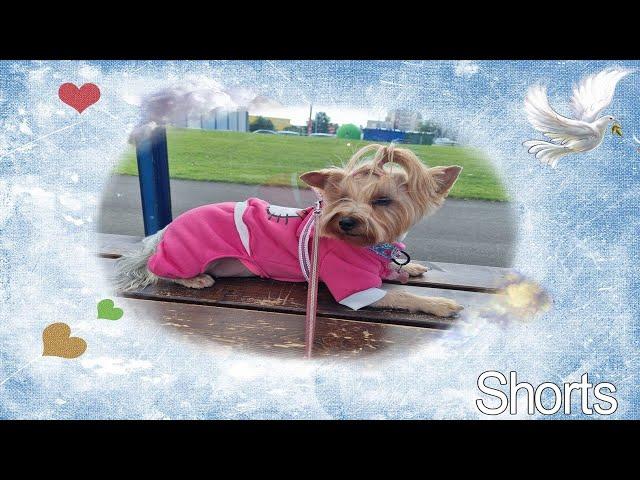 Фанни хотела, отдохнуть но лай собак Фанни насторожил.#Shorts​​#york​​#Йорк​​#Dog​​#grooming#